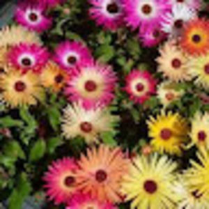 Meet your Posher, Lydia